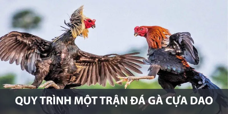 Quy trình một trận đá gà cựa dao